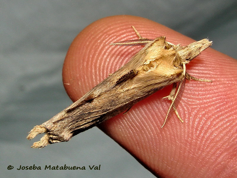 Pterostoma palpina - Notodontidae